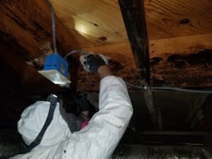 Crawlspace Mold Removal - Independent Restoration Services