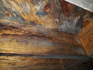 This image shows significant mold growth in crawlspace - Independent Restoration Services - Built On Service - Steps to mold removal.