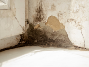 Mold Remediation in Nashville, TN - Independent Restoration Services